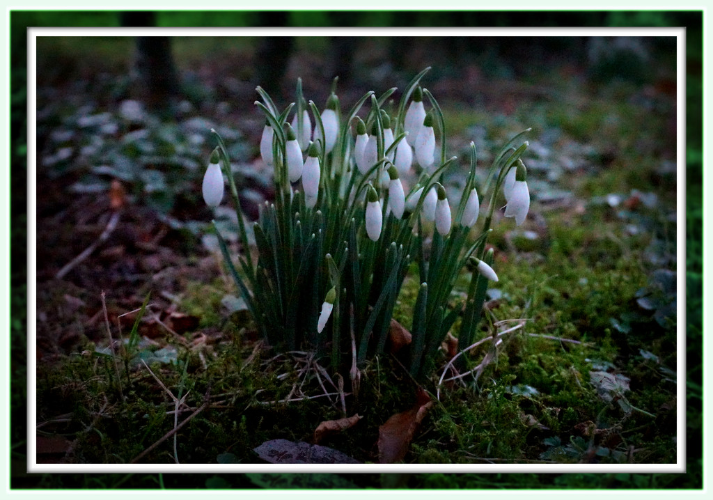 Snowdrops by sarah19