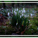 Snowdrops by sarah19