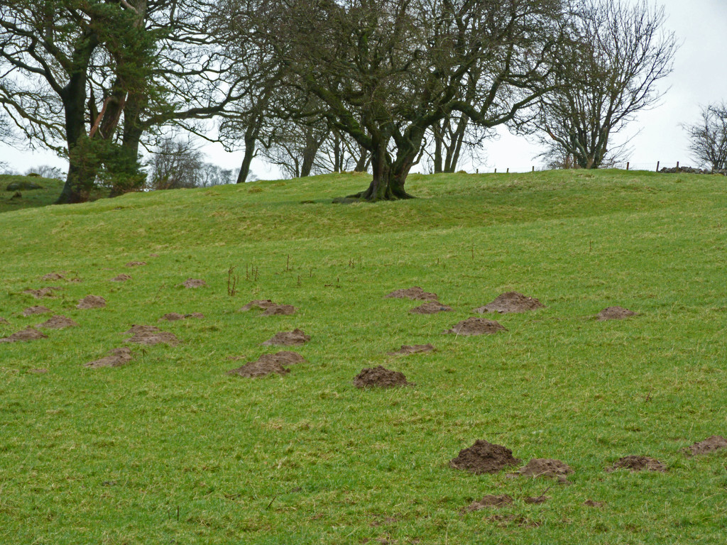Mole hills.  by shirleybankfarm