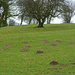 Mole hills.  by shirleybankfarm