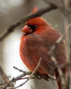 8th Feb 2016 - Northern Cardinal 