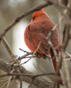 8th Feb 2016 - Northern Cardinal Perching