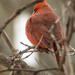 Northern Cardinal Perching by rminer