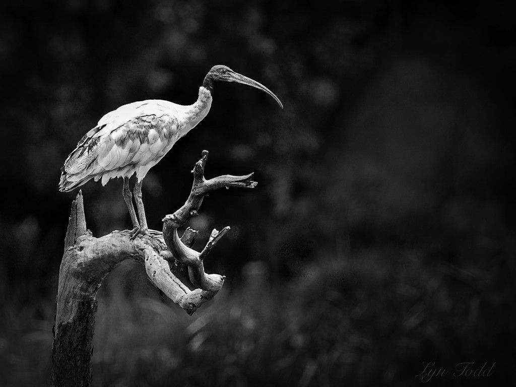 white ibis on black by ltodd