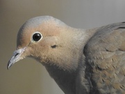 7th Feb 2016 - dove profile