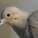 dove profile by amyk