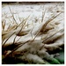 Snowy Grass by jeffjones