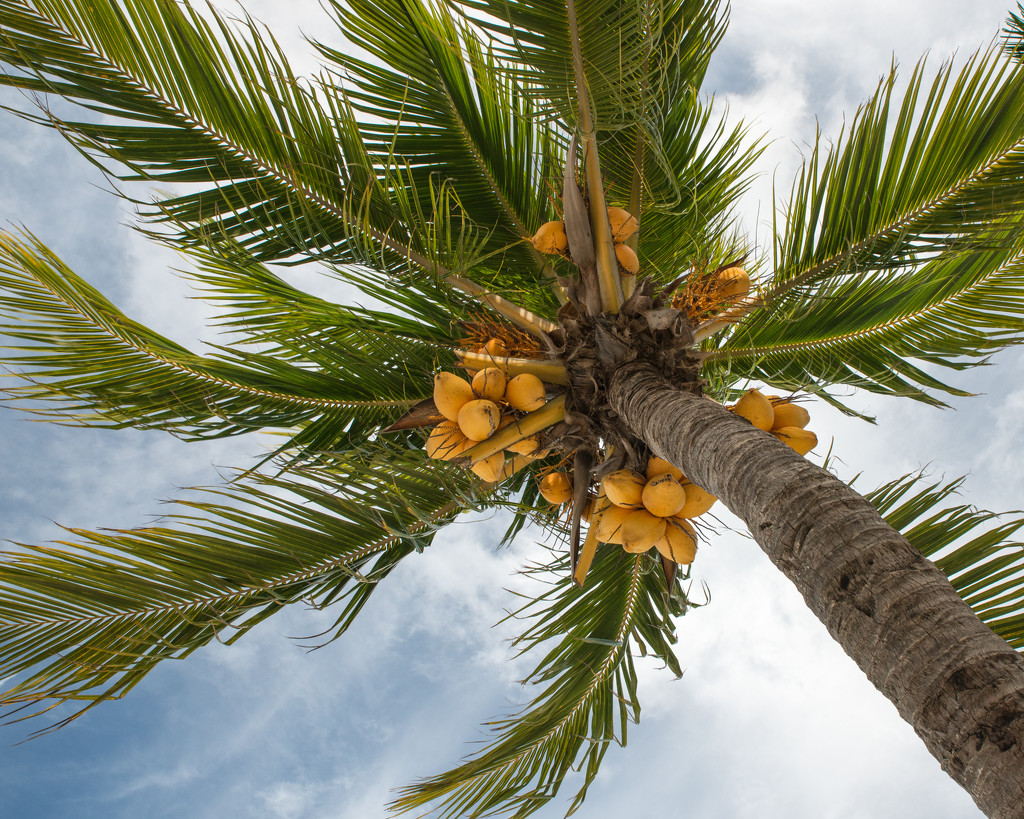 Coconut Tree by dridsdale