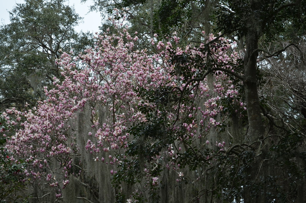 Japanese magnolia are blooming early at Charles Towne Landing State Historic Site in Charleston. To the right is a classic Southern magnolia, Magnolia grandiflora. by congaree