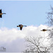 Flying Geese by carolmw