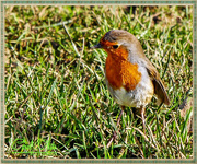 9th Feb 2016 - Just Another Robin