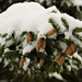 Branch with snow and pine cones by elisasaeter