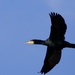 Cormorant in flight by padlock