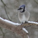 Snow on my beak by cjwhite