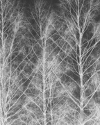 10th Feb 2016 - X-ray trees