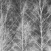X-ray trees by susale