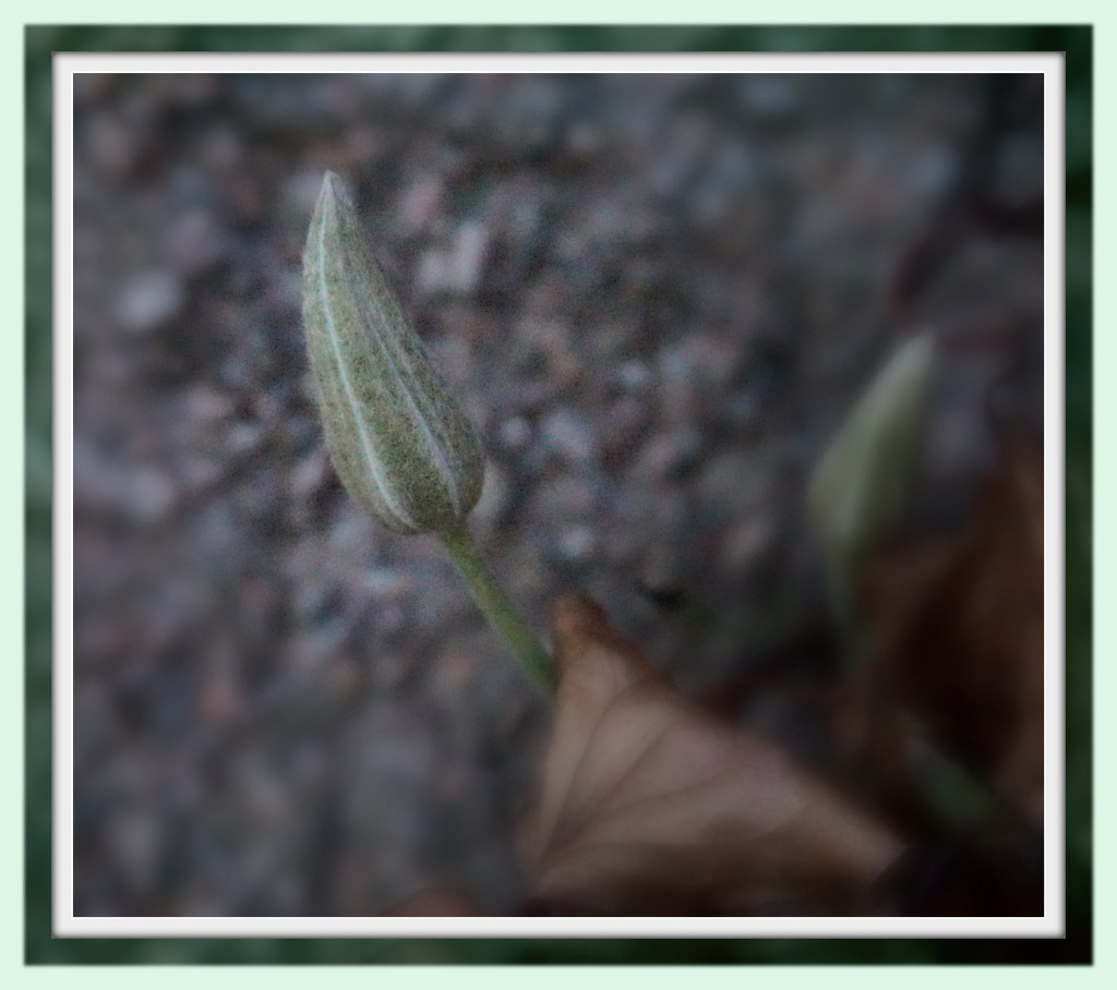 clematis bud by sarah19