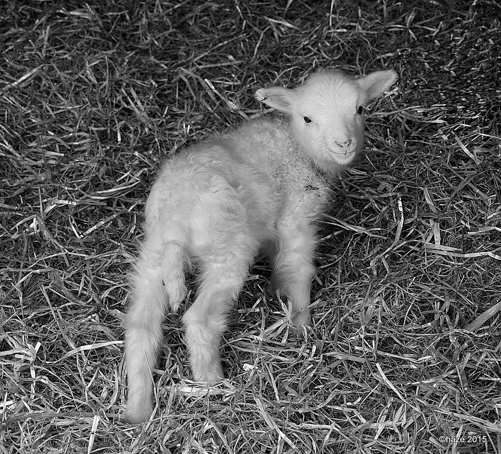 little lamb by quietpurplehaze