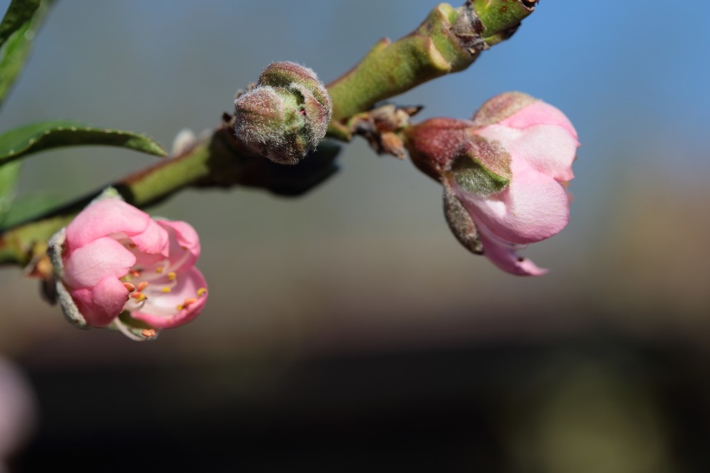 peach blossoms by blueberry1222