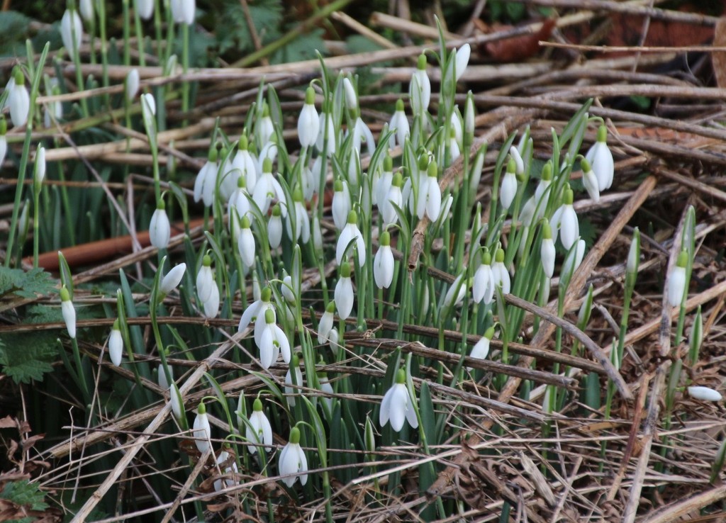 More Snowdrops by oldjosh