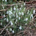 More Snowdrops by oldjosh