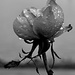 rose by stephomy