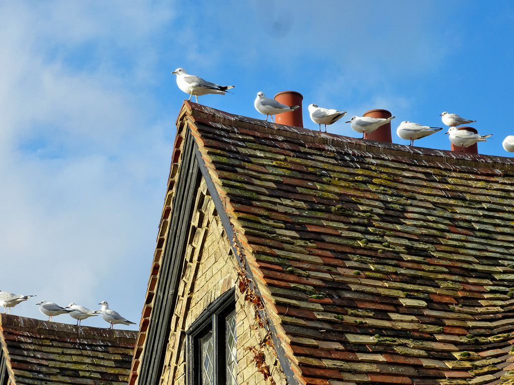 Gulls on the roof tops... by snowy
