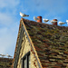 Gulls on the roof tops... by snowy
