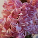 sweet smelling hyacinths  by megpicatilly