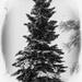 Snow Kissed Pine by digitalrn