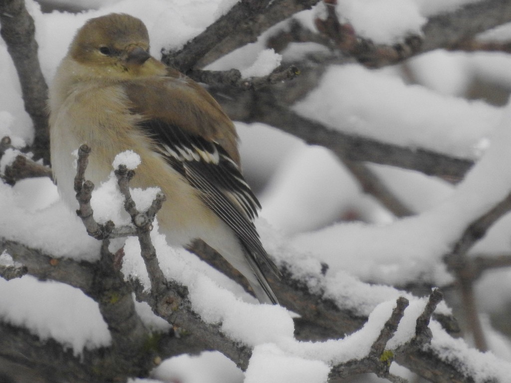 snowy perch by amyk