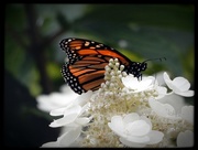 10th Feb 2016 - Monarch butterfly
