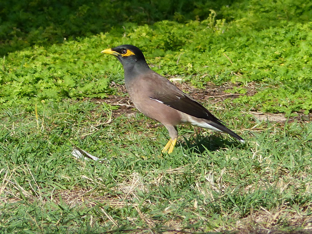  Common or Indian Mynah Bird by susiemc