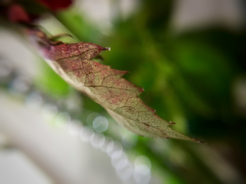 Pearly leaf  by susiangelgirl