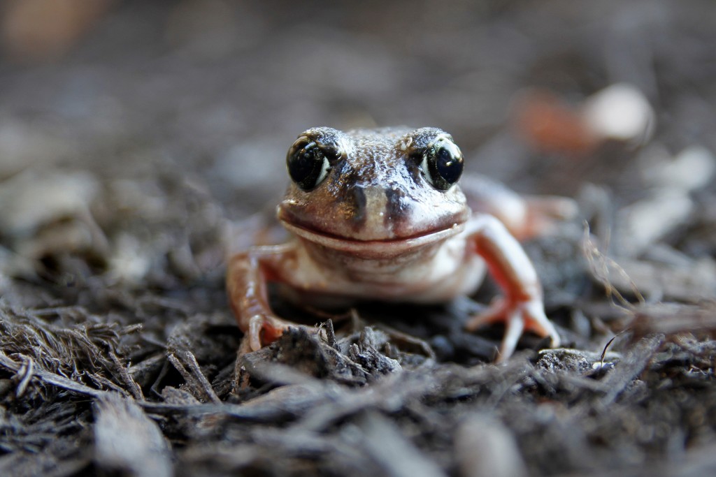 Happy frog by jodies