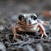 Happy frog by jodies