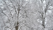 10th Feb 2016 - Snow on trees