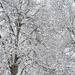 Snow on trees by mittens