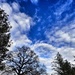 Trees and Sky by mattjcuk