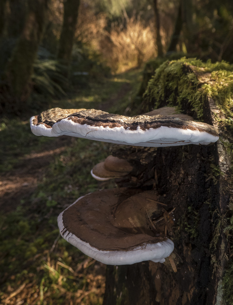 Forest Fungus  by jgpittenger