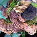 Artistic bracket fungus by julienne1