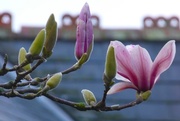 10th Feb 2016 - magnificent magnolia  