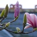 magnificent magnolia   by helenhall