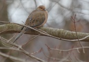 10th Feb 2016 - Mourning Dove 