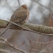 Mourning Dove  by mzzhope