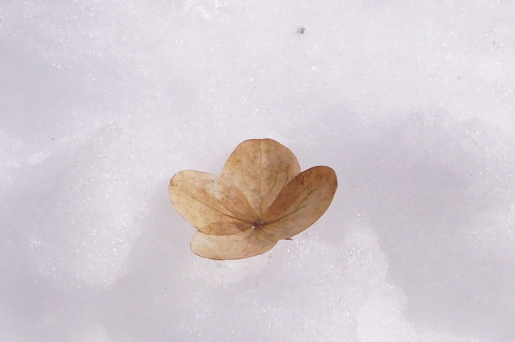 Dried Blossom in the Snow by meotzi