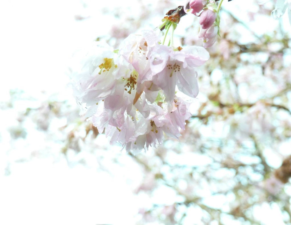  Pale Pink  Blossom. by wendyfrost