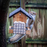 1st Dec 2015 - Squirrel on Birdfeeder