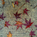 Maple Leaf Confetti by jbritt