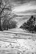 10th Feb 2016 - snowy trail